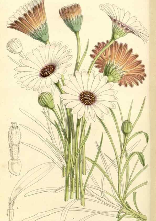 Reproducción/Reproduction 34464160853: Curtis's botanical magazine.. London ; New York [etc.] :Academic Press [etc.]