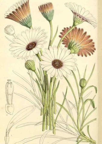 Reproducción/Reproduction 34464160853: Curtis's botanical magazine.. London ; New York [etc.] :Academic Press [etc.]