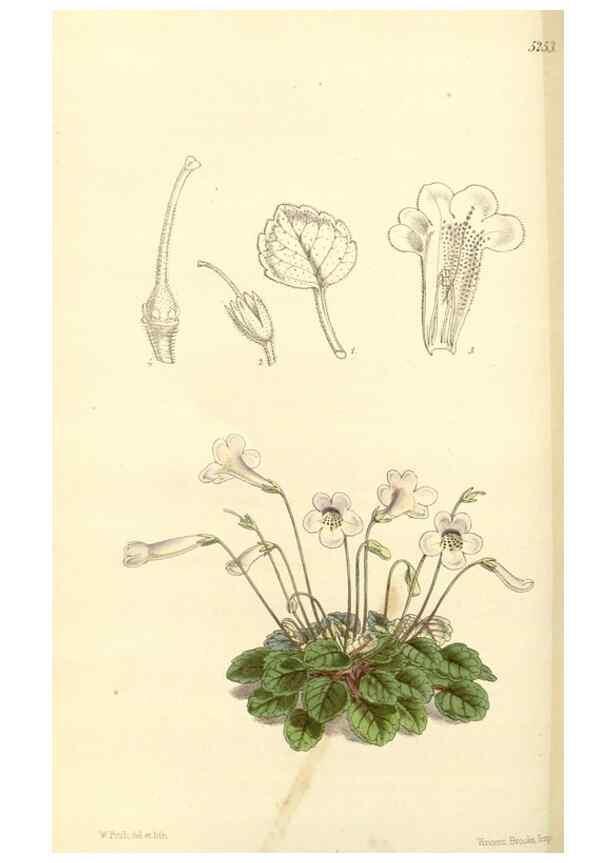 Reproducción/Reproduction 34464163663: Curtis's botanical magazine.. London ; New York [etc.] :Academic Press [etc.]