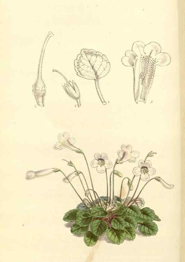 Reproducción/Reproduction 34464163663: Curtis's botanical magazine.. London ; New York [etc.] :Academic Press [etc.]