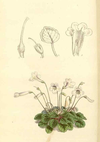 Reproducción/Reproduction 34464163663: Curtis's botanical magazine.. London ; New York [etc.] :Academic Press [etc.]