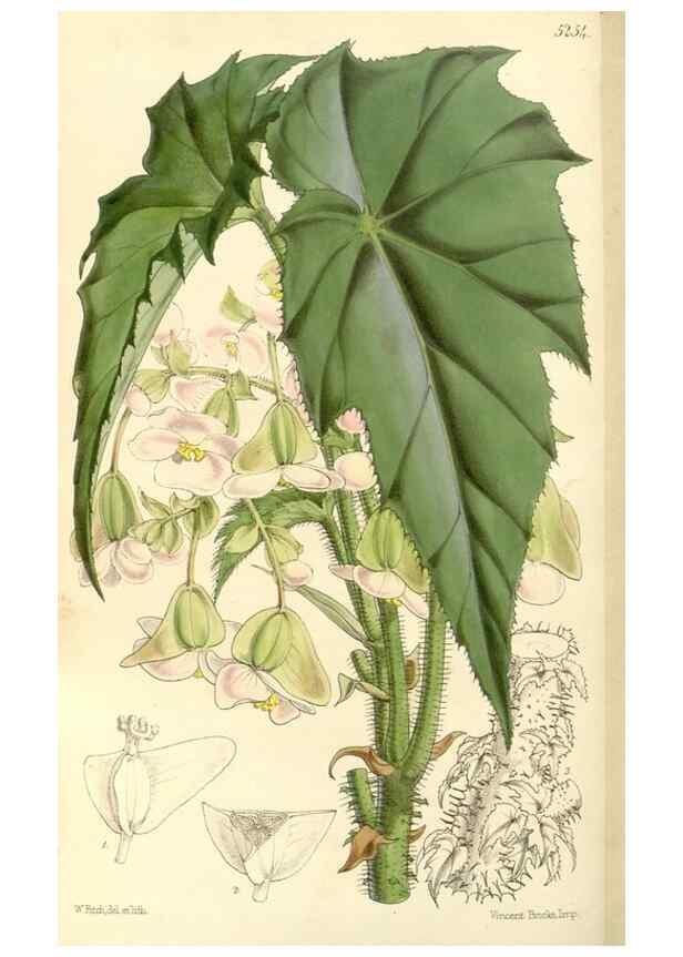 Reproducción/Reproduction 34464165963: Curtis's botanical magazine.. London ; New York [etc.] :Academic Press [etc.]