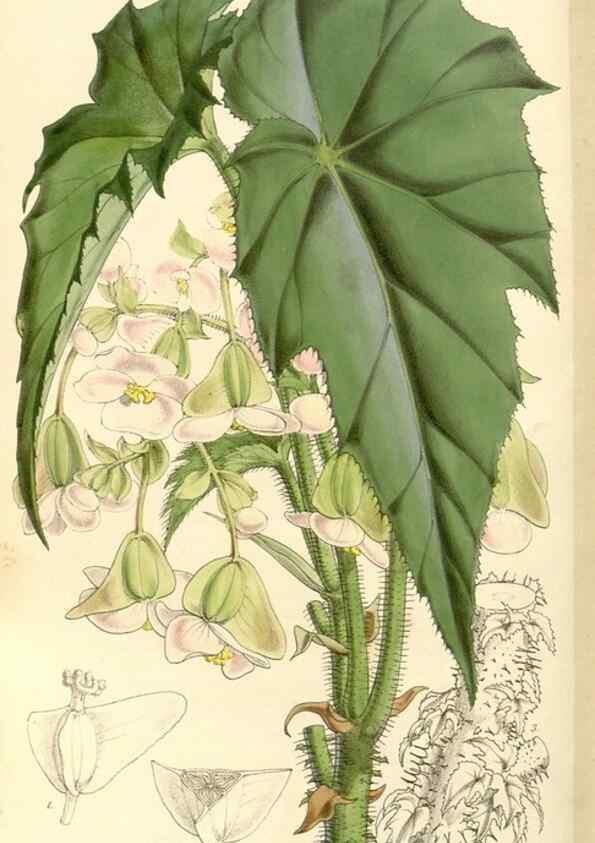 Reproducción/Reproduction 34464165963: Curtis's botanical magazine.. London ; New York [etc.] :Academic Press [etc.]