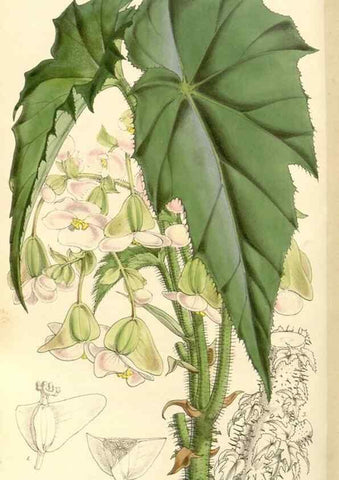 Reproducción/Reproduction 34464165963: Curtis's botanical magazine.. London ; New York [etc.] :Academic Press [etc.]