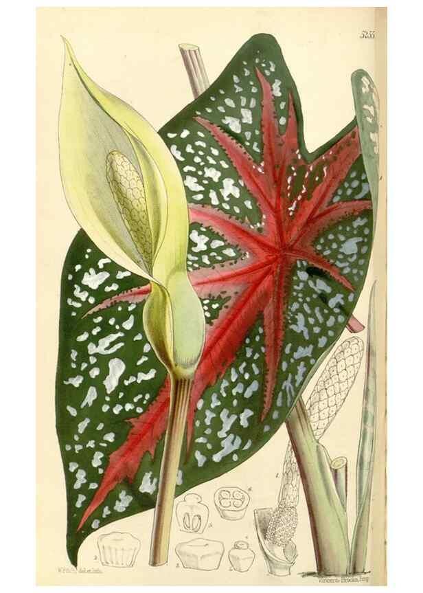 Reproducción/Reproduction 34464168073: Curtis's botanical magazine.. London ; New York [etc.] :Academic Press [etc.]