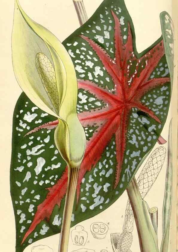 Reproducción/Reproduction 34464168073: Curtis's botanical magazine.. London ; New York [etc.] :Academic Press [etc.]