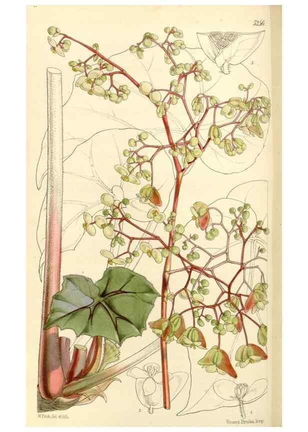 Reproducción/Reproduction 34464170453: Curtis's botanical magazine.. London ; New York [etc.] :Academic Press [etc.]