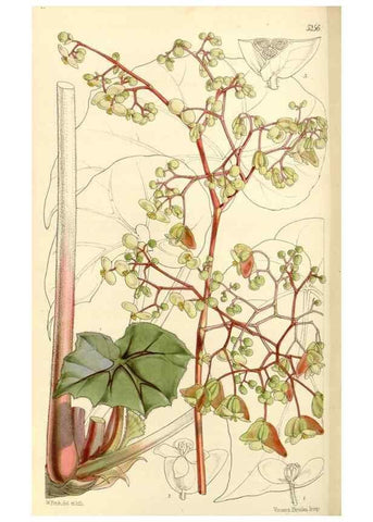 Reproducción/Reproduction 34464170453: Curtis's botanical magazine.. London ; New York [etc.] :Academic Press [etc.]