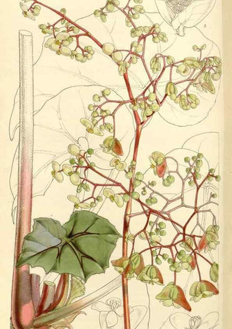 Reproducción/Reproduction 34464170453: Curtis's botanical magazine.. London ; New York [etc.] :Academic Press [etc.]