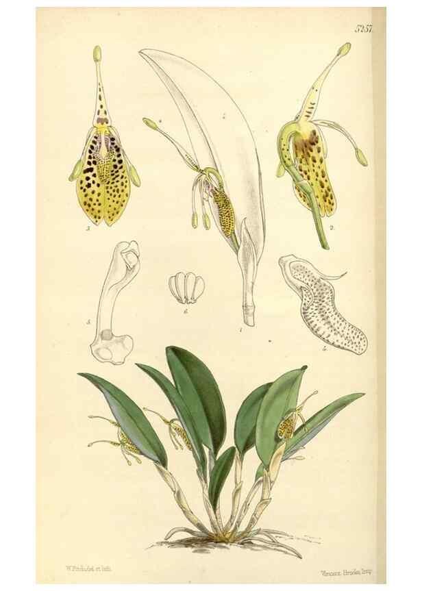Reproducción/Reproduction 34429921774: Curtis's botanical magazine.. London ; New York [etc.] :Academic Press [etc.]