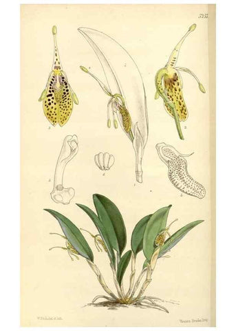 Reproducción/Reproduction 34429921774: Curtis's botanical magazine.. London ; New York [etc.] :Academic Press [etc.]