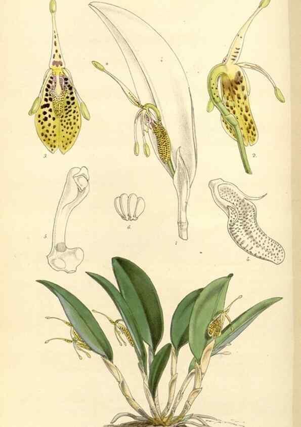 Reproducción/Reproduction 34429921774: Curtis's botanical magazine.. London ; New York [etc.] :Academic Press [etc.]