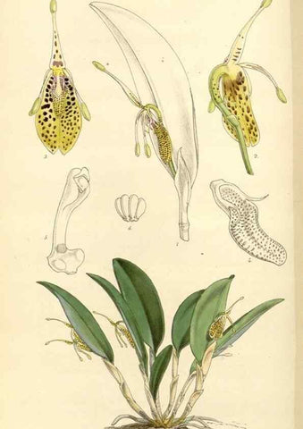 Reproducción/Reproduction 34429921774: Curtis's botanical magazine.. London ; New York [etc.] :Academic Press [etc.]