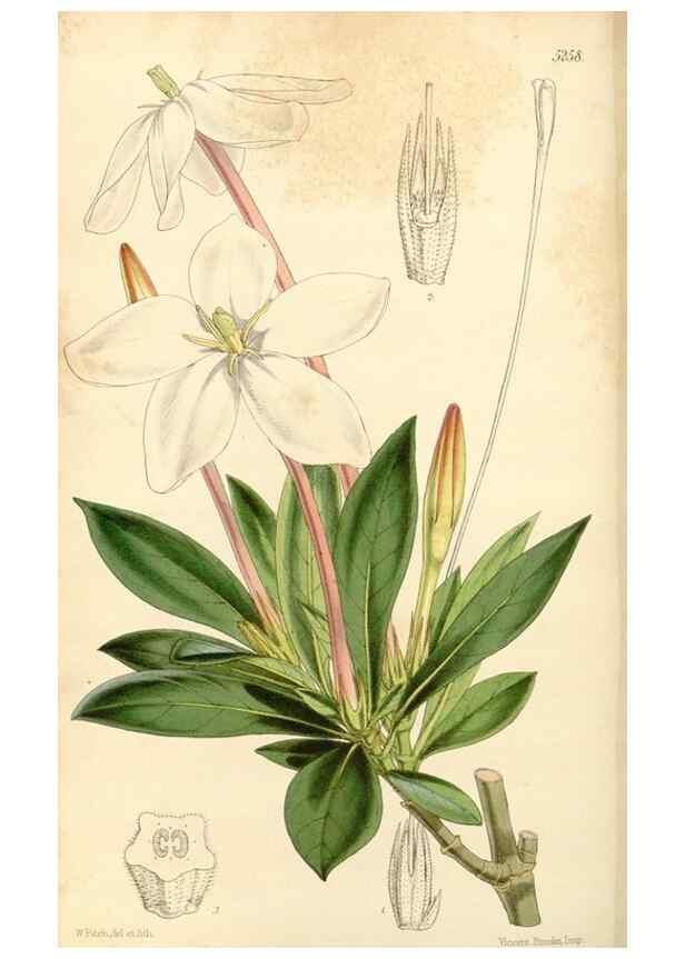 Reproducción/Reproduction 34429923044: Curtis's botanical magazine.. London ; New York [etc.] :Academic Press [etc.]