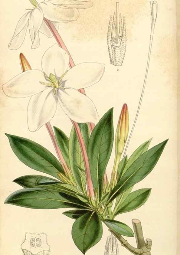 Reproducción/Reproduction 34429923044: Curtis's botanical magazine.. London ; New York [etc.] :Academic Press [etc.]