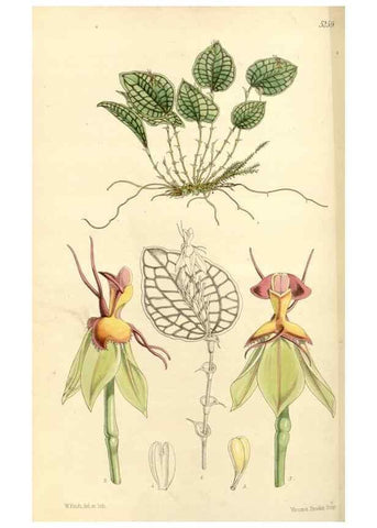 Reproducción/Reproduction 34429924744: Curtis's botanical magazine.. London ; New York [etc.] :Academic Press [etc.]