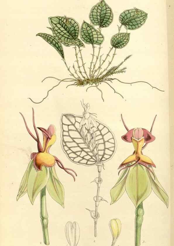 Reproducción/Reproduction 34429924744: Curtis's botanical magazine.. London ; New York [etc.] :Academic Press [etc.]