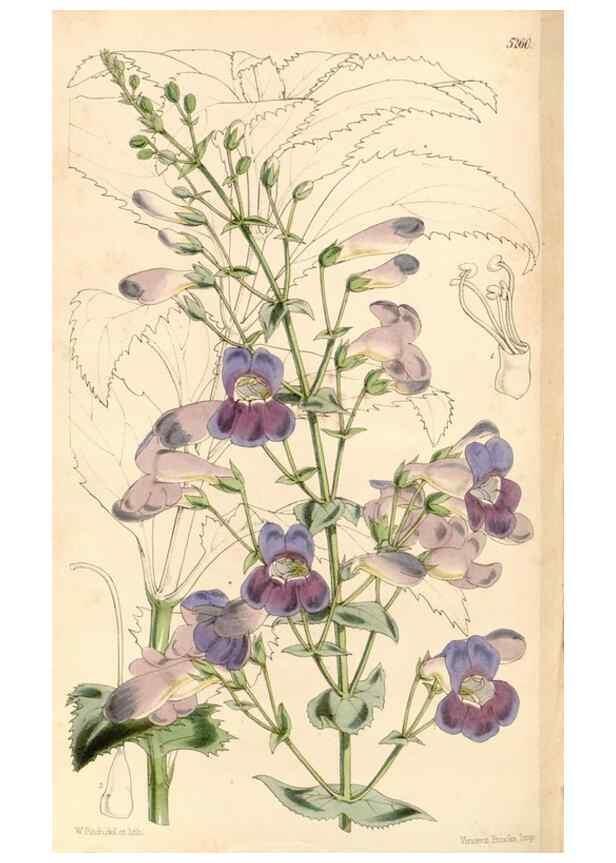 Reproducción/Reproduction 34429926294: Curtis's botanical magazine.. London ; New York [etc.] :Academic Press [etc.]