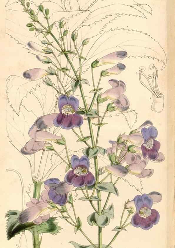 Reproducción/Reproduction 34429926294: Curtis's botanical magazine.. London ; New York [etc.] :Academic Press [etc.]