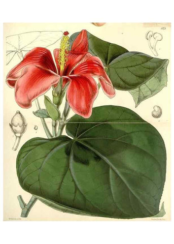 Reproducción/Reproduction 34464142963: Curtis's botanical magazine.. London ; New York [etc.] :Academic Press [etc.]