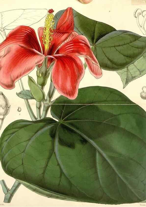 Reproducción/Reproduction 34464142963: Curtis's botanical magazine.. London ; New York [etc.] :Academic Press [etc.]