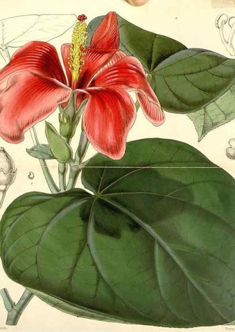 Reproducción/Reproduction 34464142963: Curtis's botanical magazine.. London ; New York [etc.] :Academic Press [etc.]