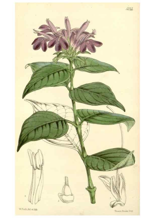 Reproducción/Reproduction 34464141453: Curtis's botanical magazine.. London ; New York [etc.] :Academic Press [etc.]