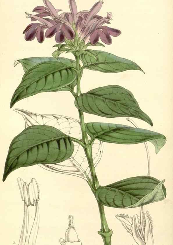 Reproducción/Reproduction 34464141453: Curtis's botanical magazine.. London ; New York [etc.] :Academic Press [etc.]