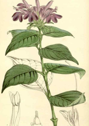 Reproducción/Reproduction 34464141453: Curtis's botanical magazine.. London ; New York [etc.] :Academic Press [etc.]