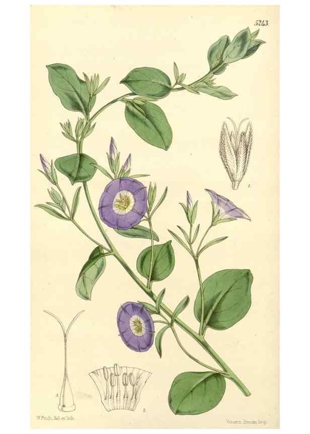 Reproducción/Reproduction 34886355020: Curtis's botanical magazine.. London ; New York [etc.] :Academic Press [etc.]