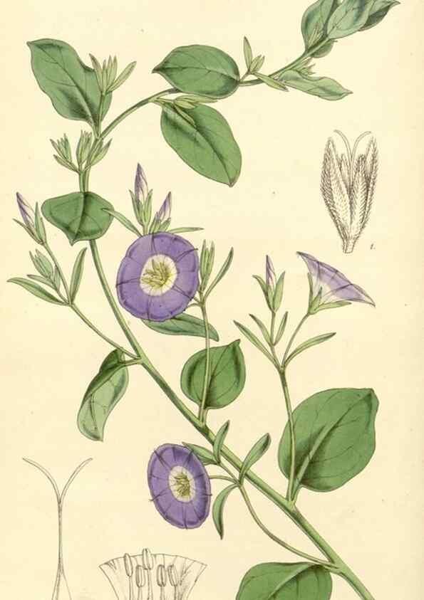Reproducción/Reproduction 34886355020: Curtis's botanical magazine.. London ; New York [etc.] :Academic Press [etc.]