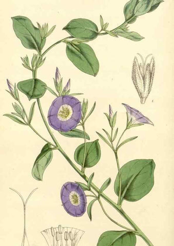 Reproducción/Reproduction 34886355020: Curtis's botanical magazine.. London ; New York [etc.] :Academic Press [etc.]