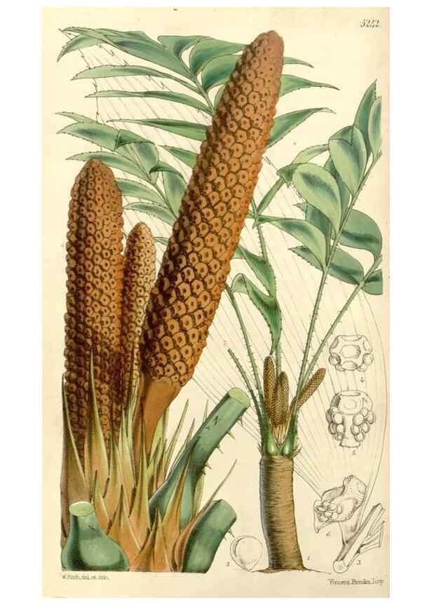 Reproducción/Reproduction 34886353190: Curtis's botanical magazine.. London ; New York [etc.] :Academic Press [etc.]