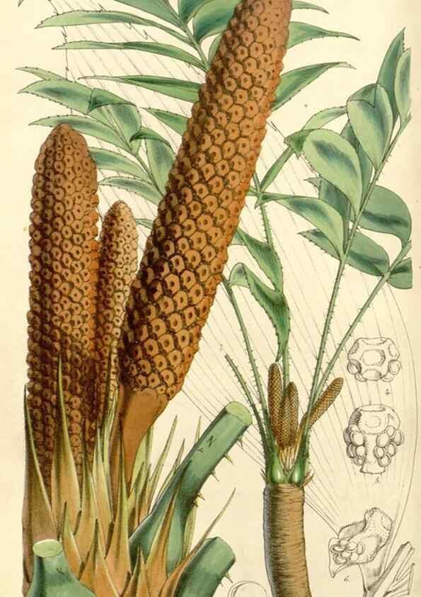 Reproducción/Reproduction 34886353190: Curtis's botanical magazine.. London ; New York [etc.] :Academic Press [etc.]