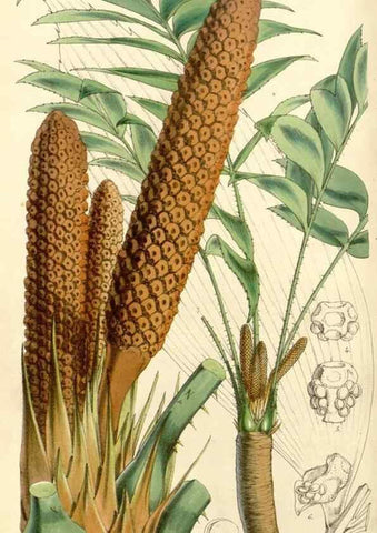 Reproducción/Reproduction 34886353190: Curtis's botanical magazine.. London ; New York [etc.] :Academic Press [etc.]