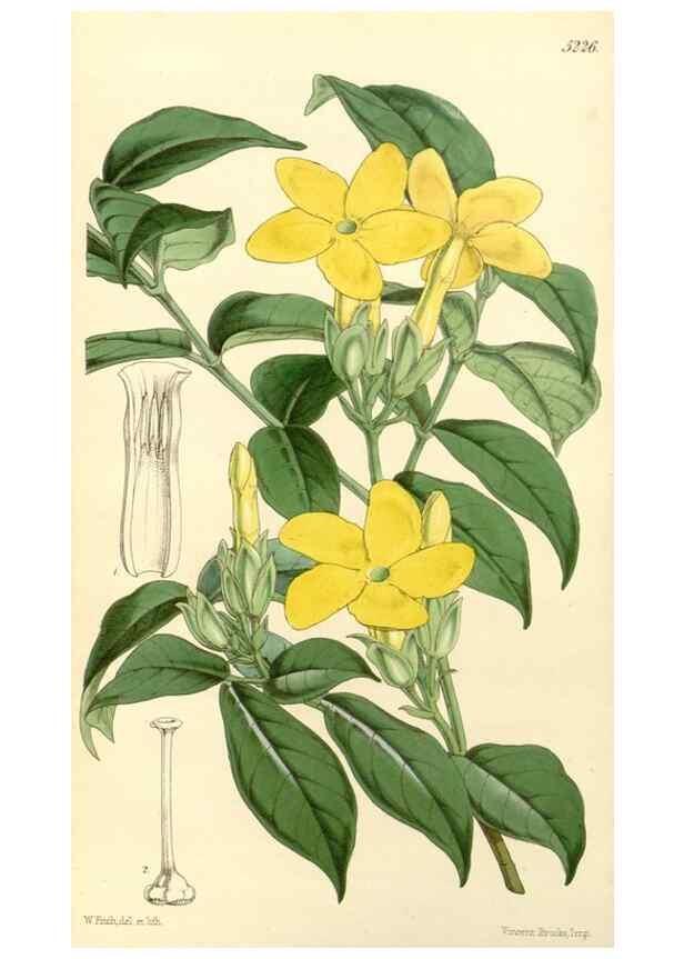 Reproducción/Reproduction 34464100563: Curtis's botanical magazine.. London ; New York [etc.] :Academic Press [etc.]