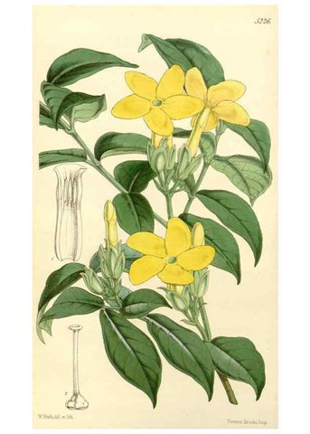 Reproducción/Reproduction 34464100563: Curtis's botanical magazine.. London ; New York [etc.] :Academic Press [etc.]