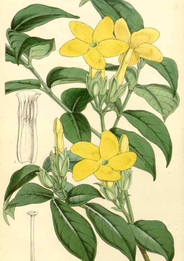 Reproducción/Reproduction 34464100563: Curtis's botanical magazine.. London ; New York [etc.] :Academic Press [etc.]