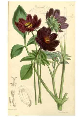 Reproducción/Reproduction 34464103403: Curtis's botanical magazine.. London ; New York [etc.] :Academic Press [etc.]