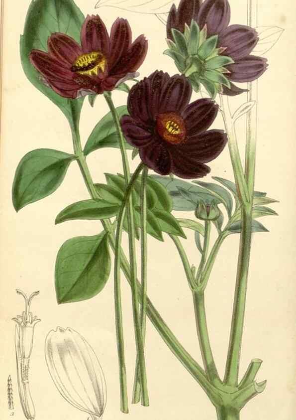 Reproducción/Reproduction 34464103403: Curtis's botanical magazine.. London ; New York [etc.] :Academic Press [etc.]
