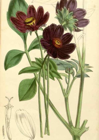 Reproducción/Reproduction 34464103403: Curtis's botanical magazine.. London ; New York [etc.] :Academic Press [etc.]