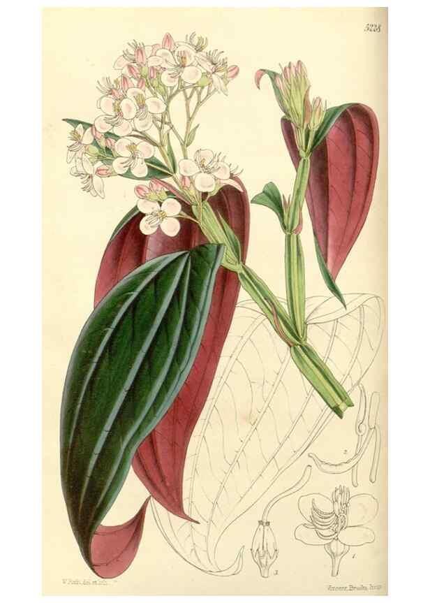 Reproducción/Reproduction 35233334526: Curtis's botanical magazine.. London ; New York [etc.] :Academic Press [etc.]