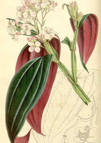 Reproducción/Reproduction 35233334526: Curtis's botanical magazine.. London ; New York [etc.] :Academic Press [etc.]
