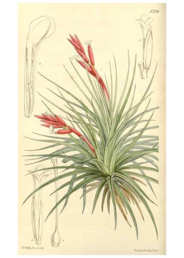 Reproducción/Reproduction 35233336116: Curtis's botanical magazine.. London ; New York [etc.] :Academic Press [etc.]