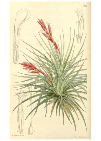 Reproducción/Reproduction 35233336116: Curtis's botanical magazine.. London ; New York [etc.] :Academic Press [etc.]