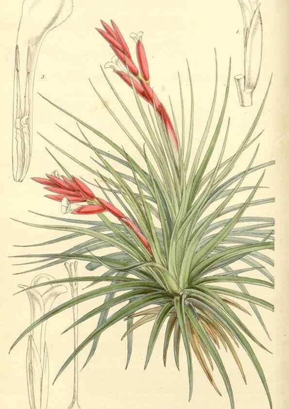Reproducción/Reproduction 35233336116: Curtis's botanical magazine.. London ; New York [etc.] :Academic Press [etc.]