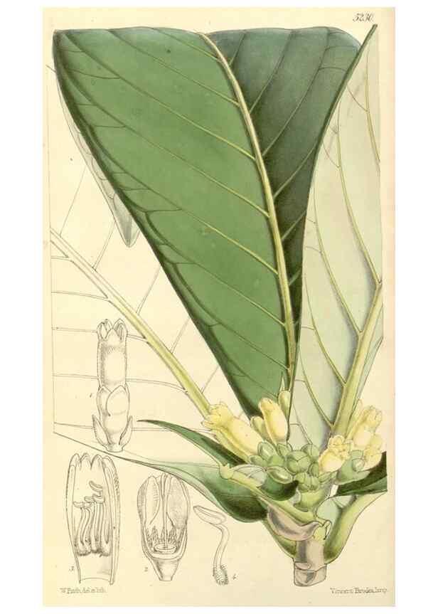 Reproducción/Reproduction 35233337706: Curtis's botanical magazine.. London ; New York [etc.] :Academic Press [etc.]