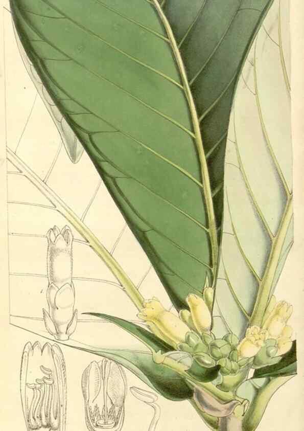 Reproducción/Reproduction 35233337706: Curtis's botanical magazine.. London ; New York [etc.] :Academic Press [etc.]