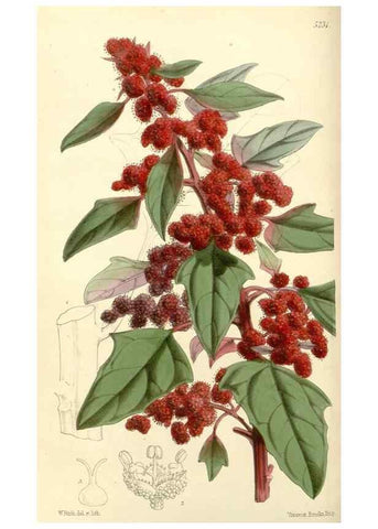 Reproducción/Reproduction 35233339346: Curtis's botanical magazine.. London ; New York [etc.] :Academic Press [etc.]