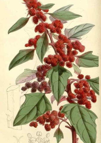 Reproducción/Reproduction 35233339346: Curtis's botanical magazine.. London ; New York [etc.] :Academic Press [etc.]